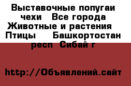 Выставочные попугаи чехи - Все города Животные и растения » Птицы   . Башкортостан респ.,Сибай г.